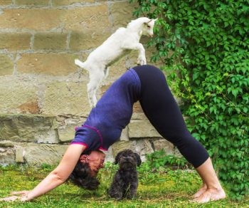 Goat yoga, come rilassarsi con le capre.